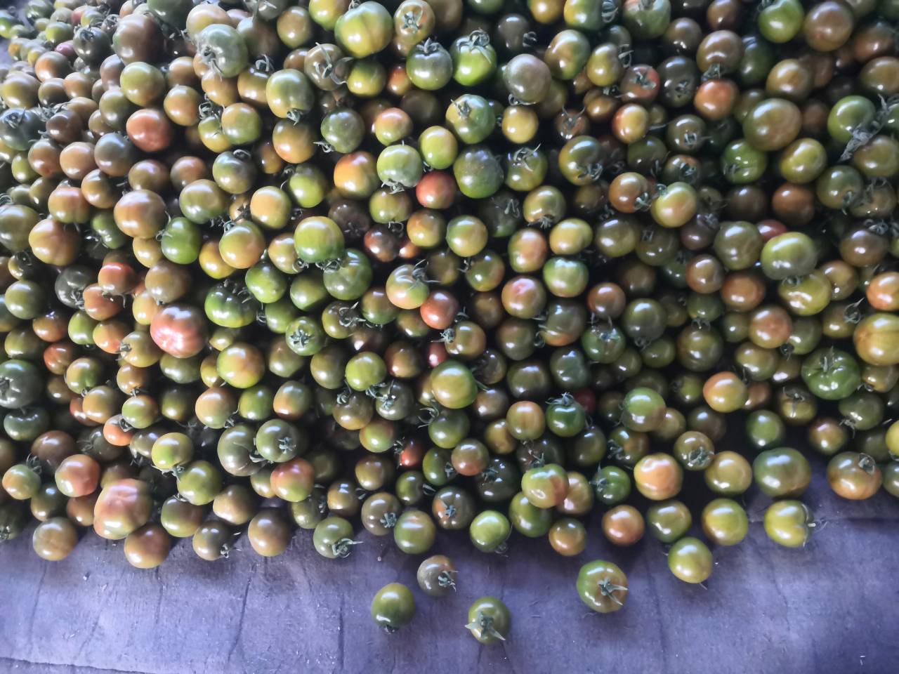 未成熟西红柿与茄子搭配示意图