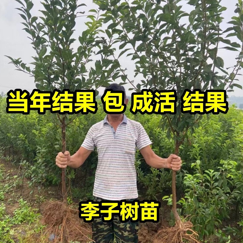 嫁接蜂糖李子苗，脱骨李子苗，脆甜南北方种植