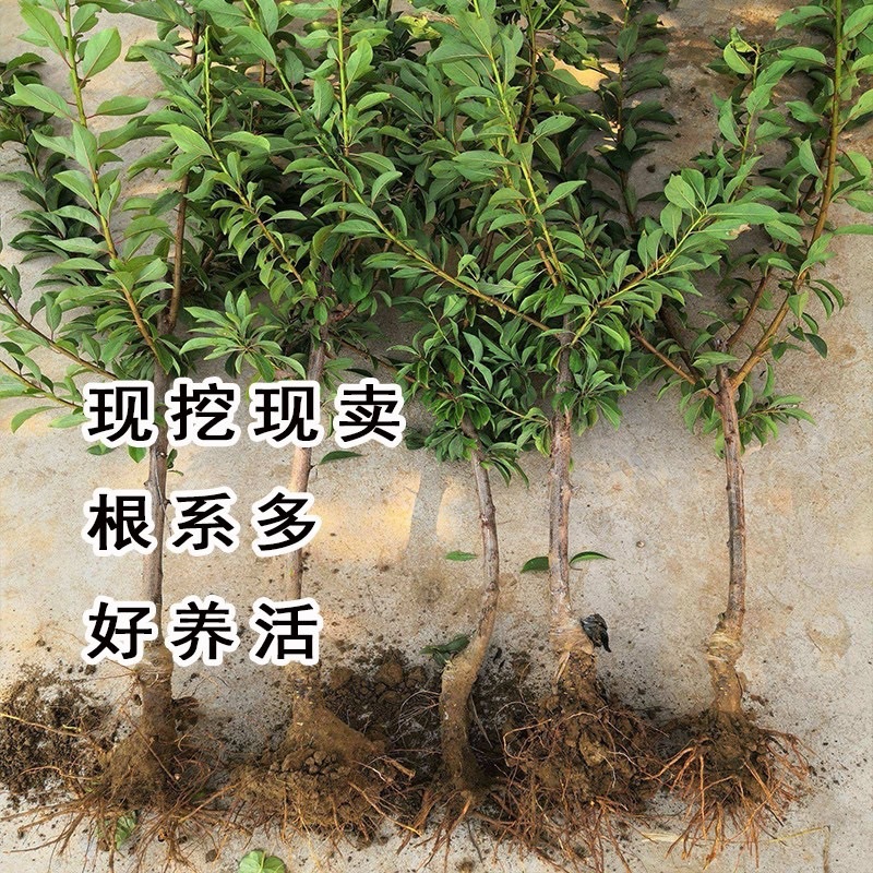 嫁接蜂糖李子苗，脱骨李子苗，脆甜南北方种植