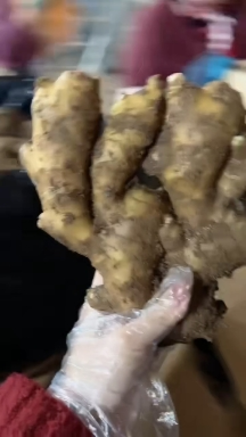 生姜价格山东大黄姜价格