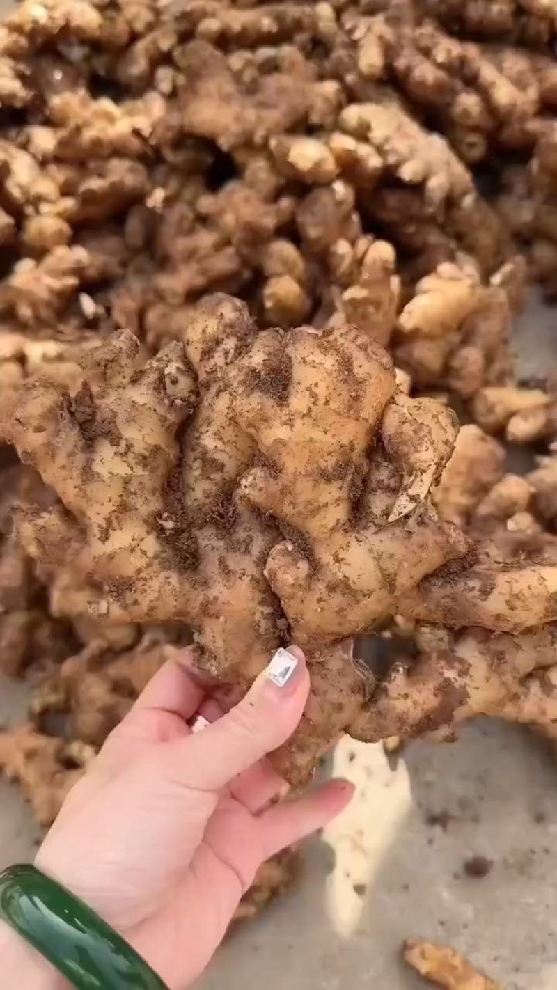 生姜价格山东大黄姜价格