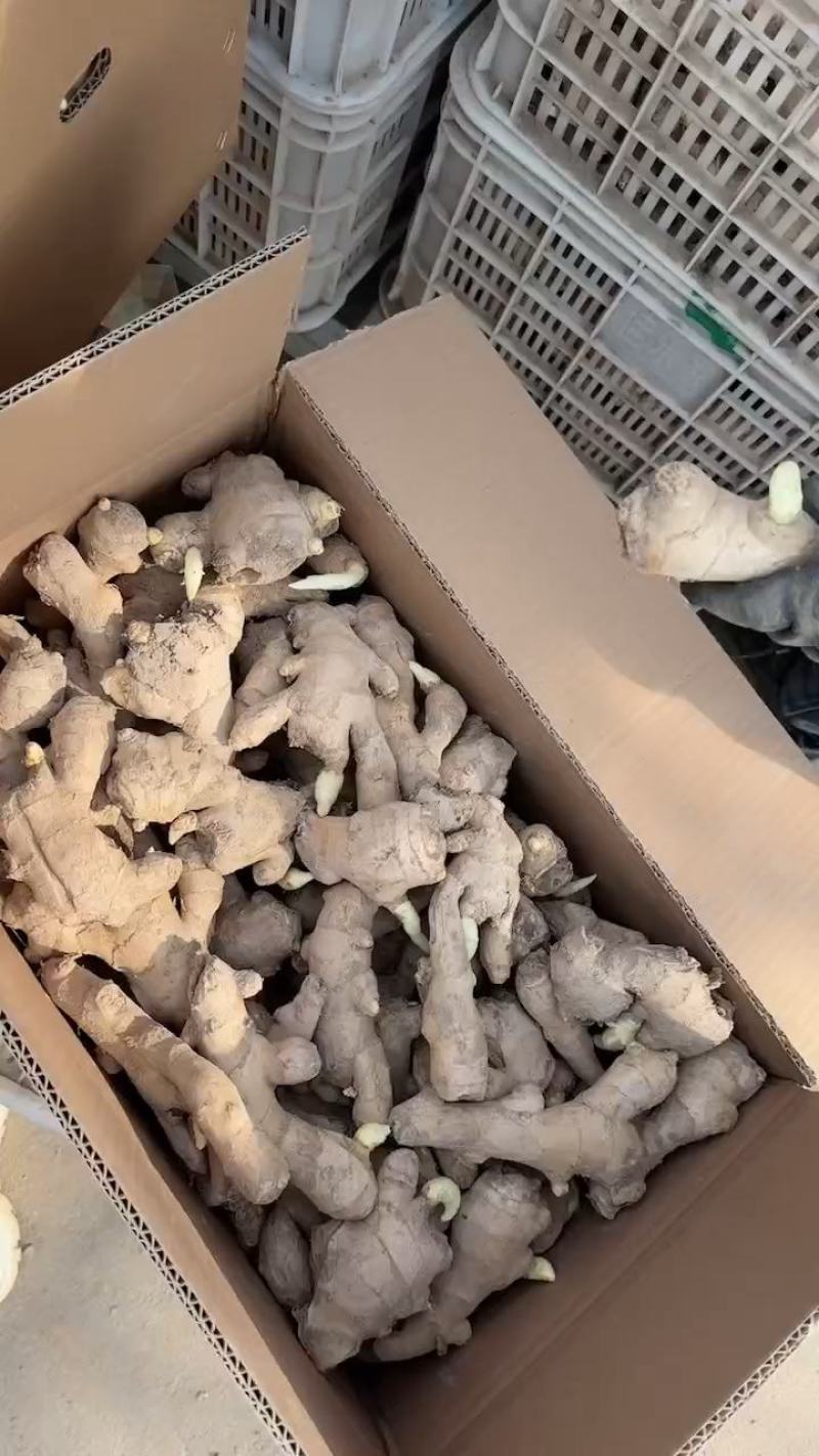 生姜价格山东大黄姜价格