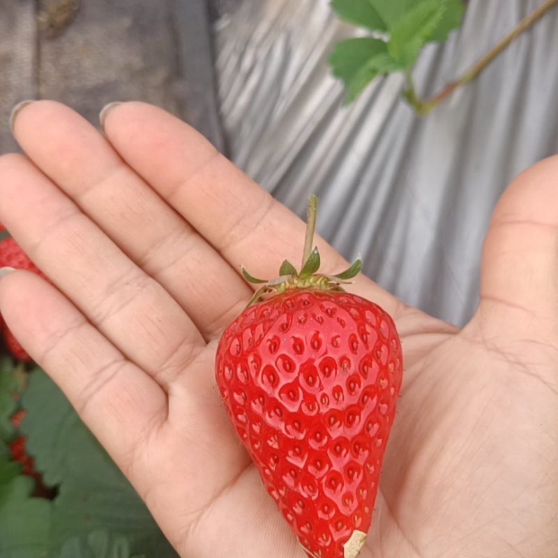 红颜巧克力草莓
