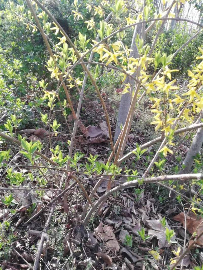 连翘大量出售中