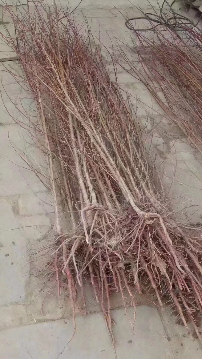 甘肃敦煌李广杏树苗子