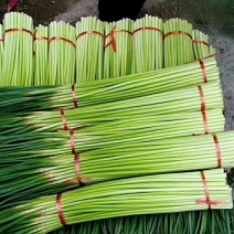 红帽蒜苔，产地直发不上水，质量好各种规格，各种包装供超市
