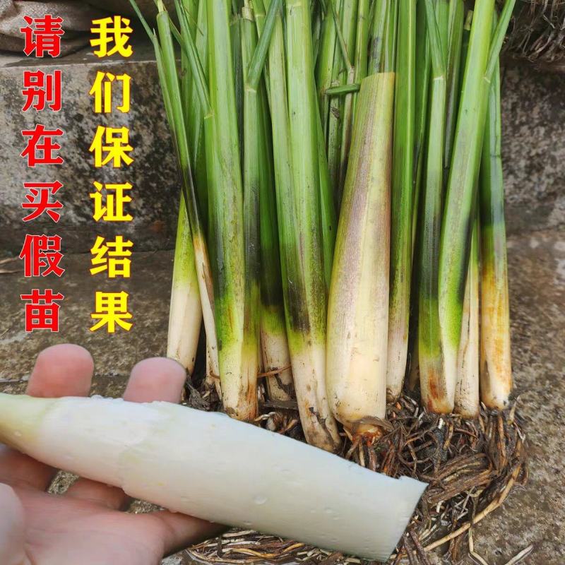 茭白苗双季茭瓜苗高笋苗。早熟6号7号8号美人茭苗种