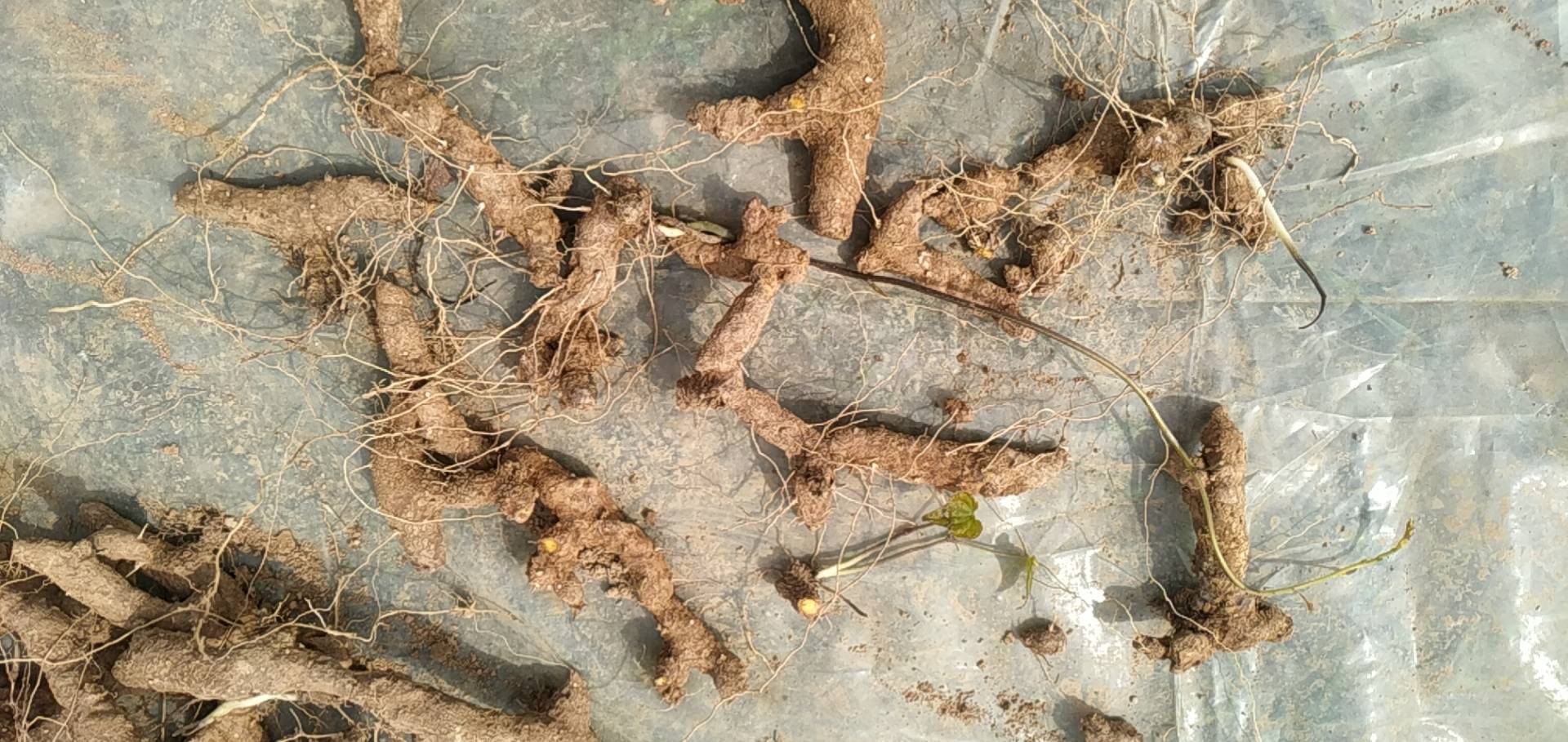小黄姜与沙姜的植物形态对比图