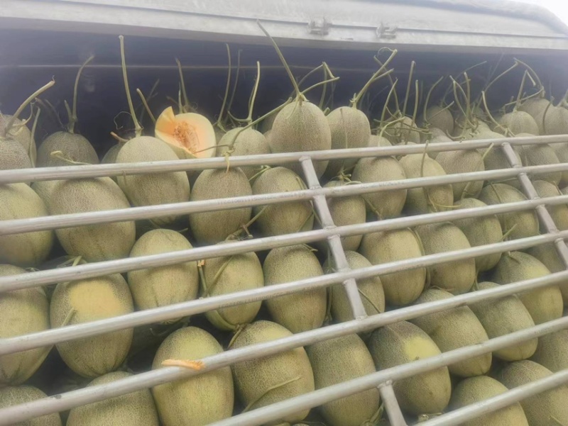 【精品】晓蜜25，皮薄多汁，欢迎市场，店商超市直接对接