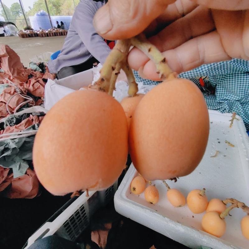 大五星枇杷(套袋)