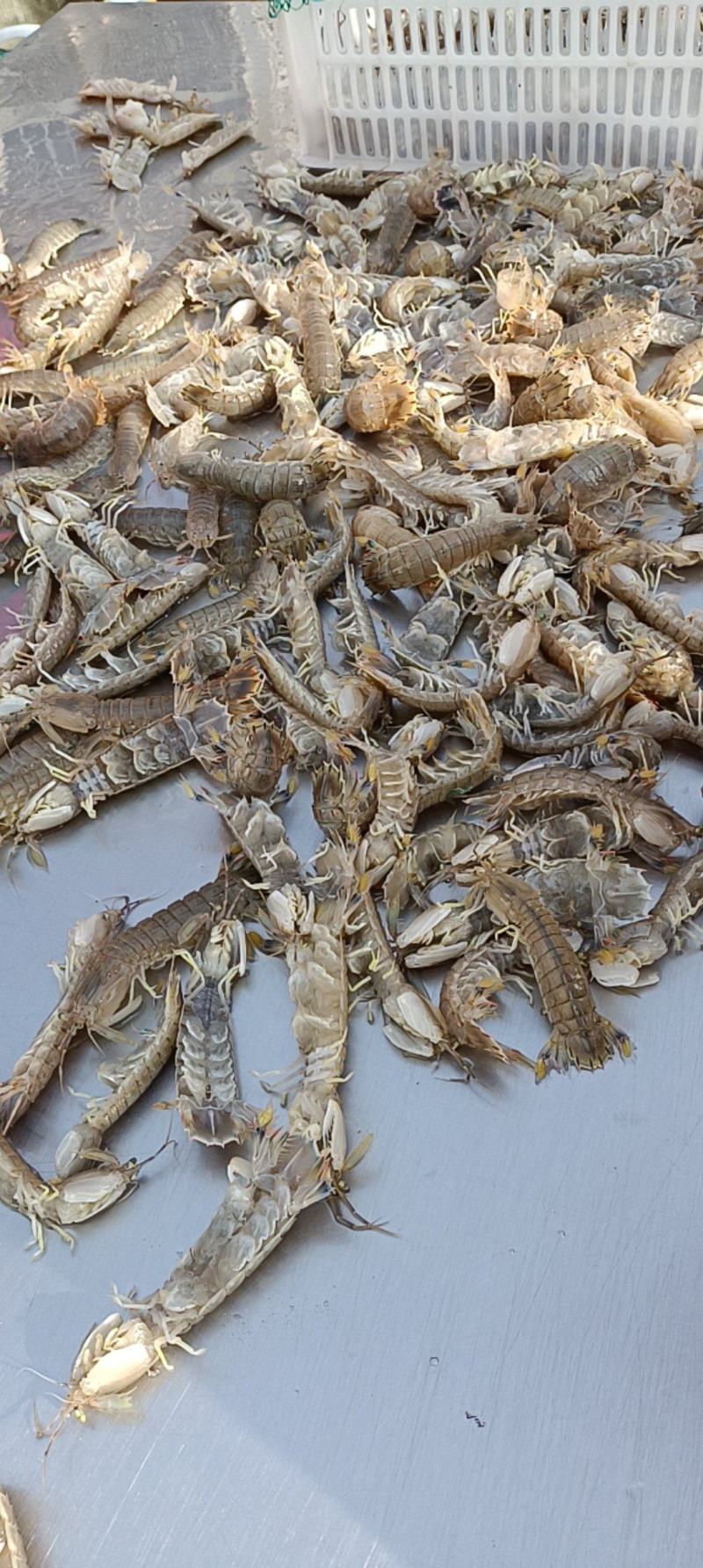 鲜活皮皮虾
