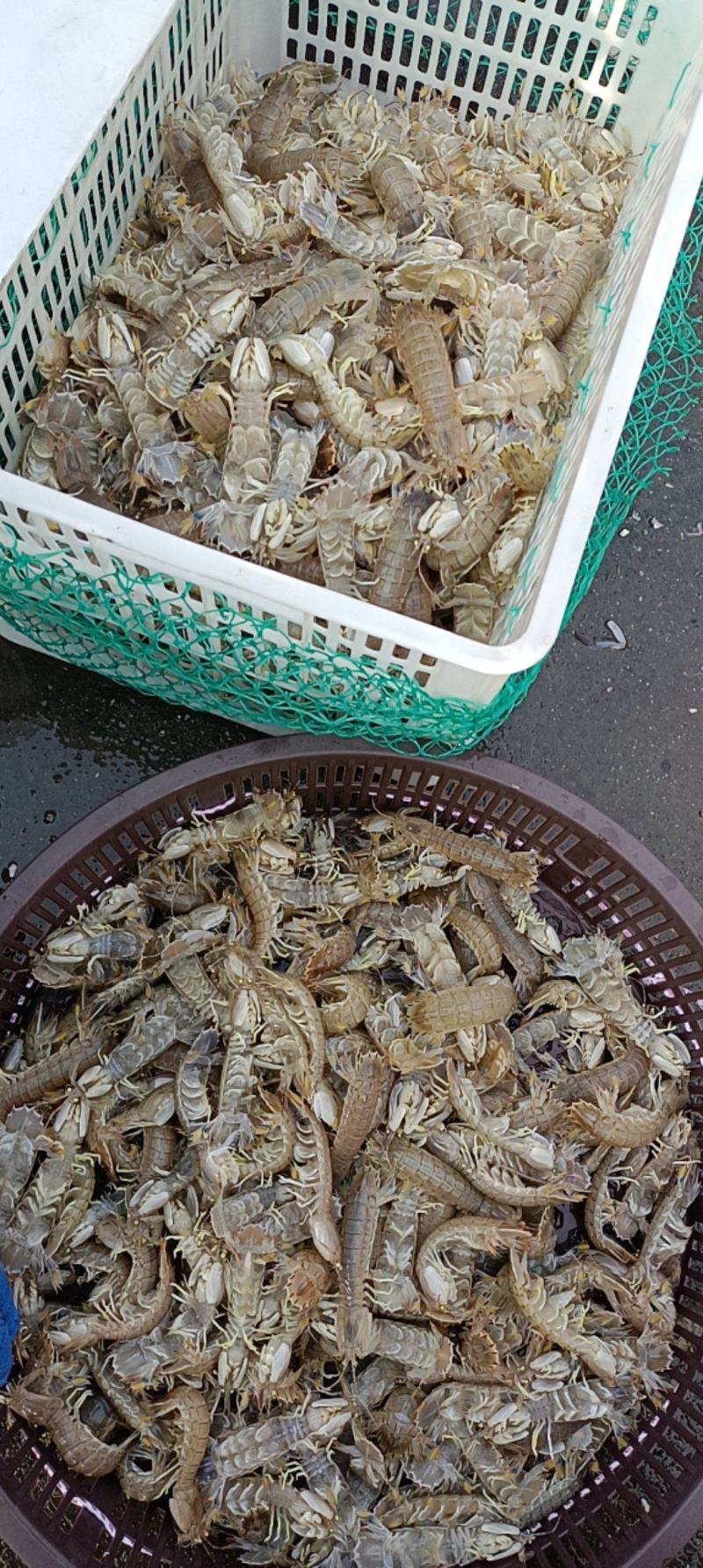 鲜活皮皮虾