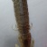 鲜活皮皮虾