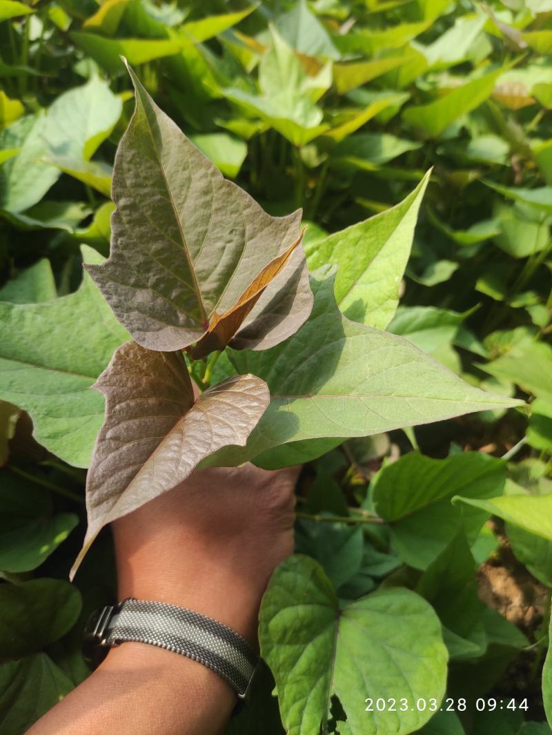 哈密红薯苗冰糖心红薯苗哈蜜红薯苗玛莎莉红薯苗地瓜苗