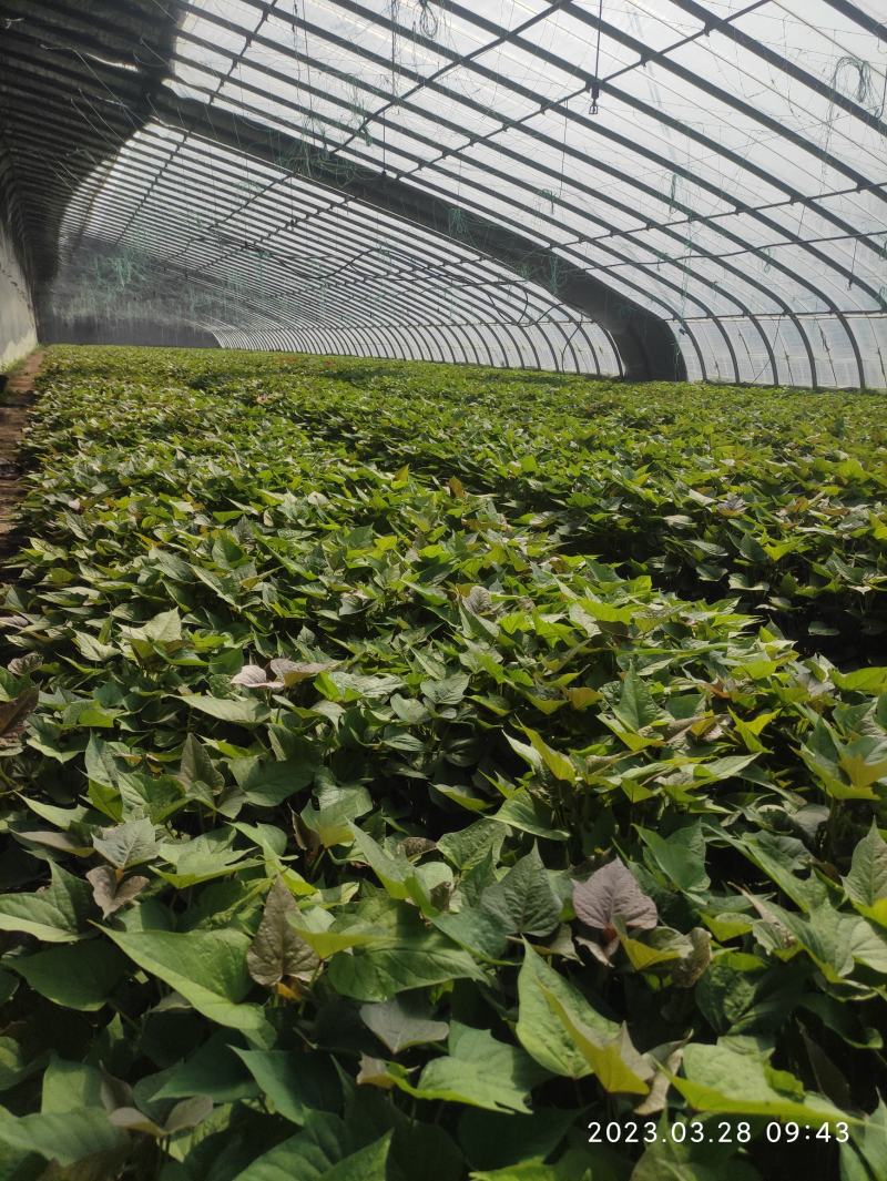 哈密红薯苗冰糖心红薯苗哈蜜红薯苗玛莎莉红薯苗地瓜苗