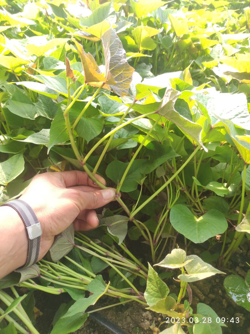 哈密红薯苗冰糖心红薯苗哈蜜红薯苗玛莎莉红薯苗地瓜苗