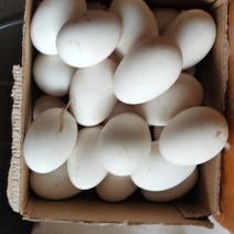 自家果园散养灰鹅鹅蛋，散养芦花鸡鸡蛋。
