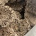 中药材蜂房马蜂窝规格多请私聊，可商议