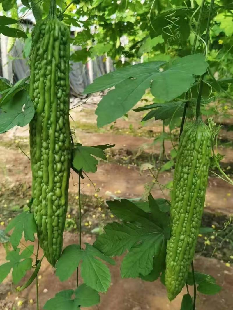 苦瓜苗白刺嫁接绿刺苦瓜大刺瘤东方系列