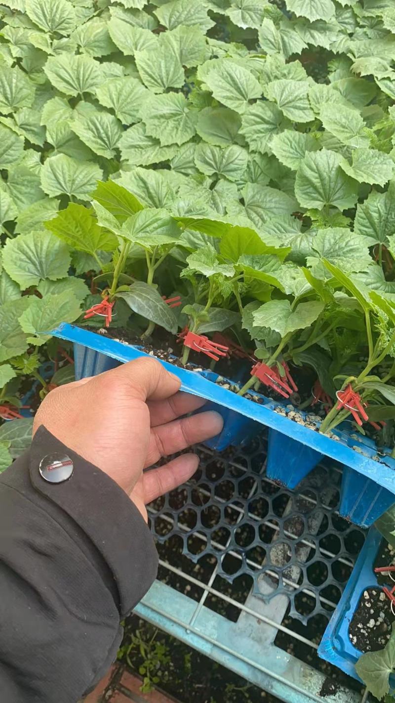 苦瓜苗白刺嫁接绿刺苦瓜大刺瘤东方系列
