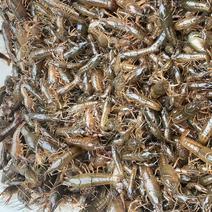 洪湖优质虾苗大量有货，产地直销，全国可发