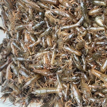 洪湖优质虾苗大量有货，产地直销，全国可发