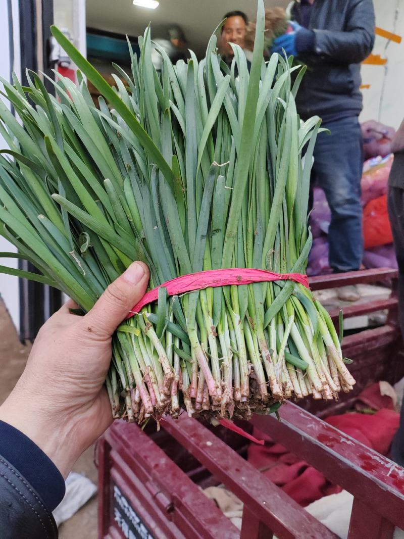 露天红根韭菜