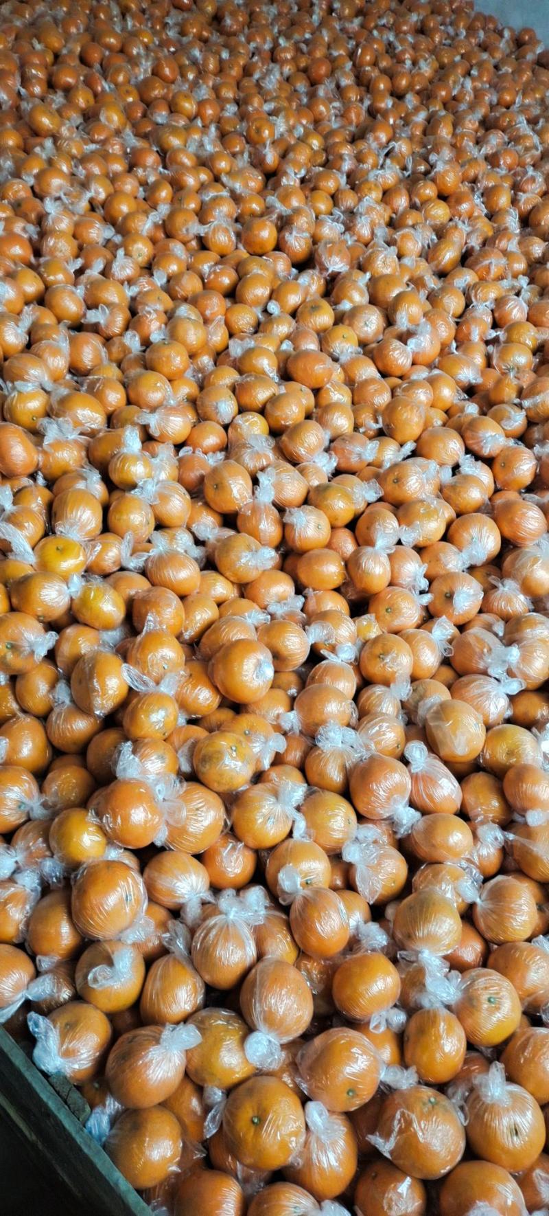 大量供应常温保鲜㓇柑，硬度好，味道甜，皮张细嫩行情行价！