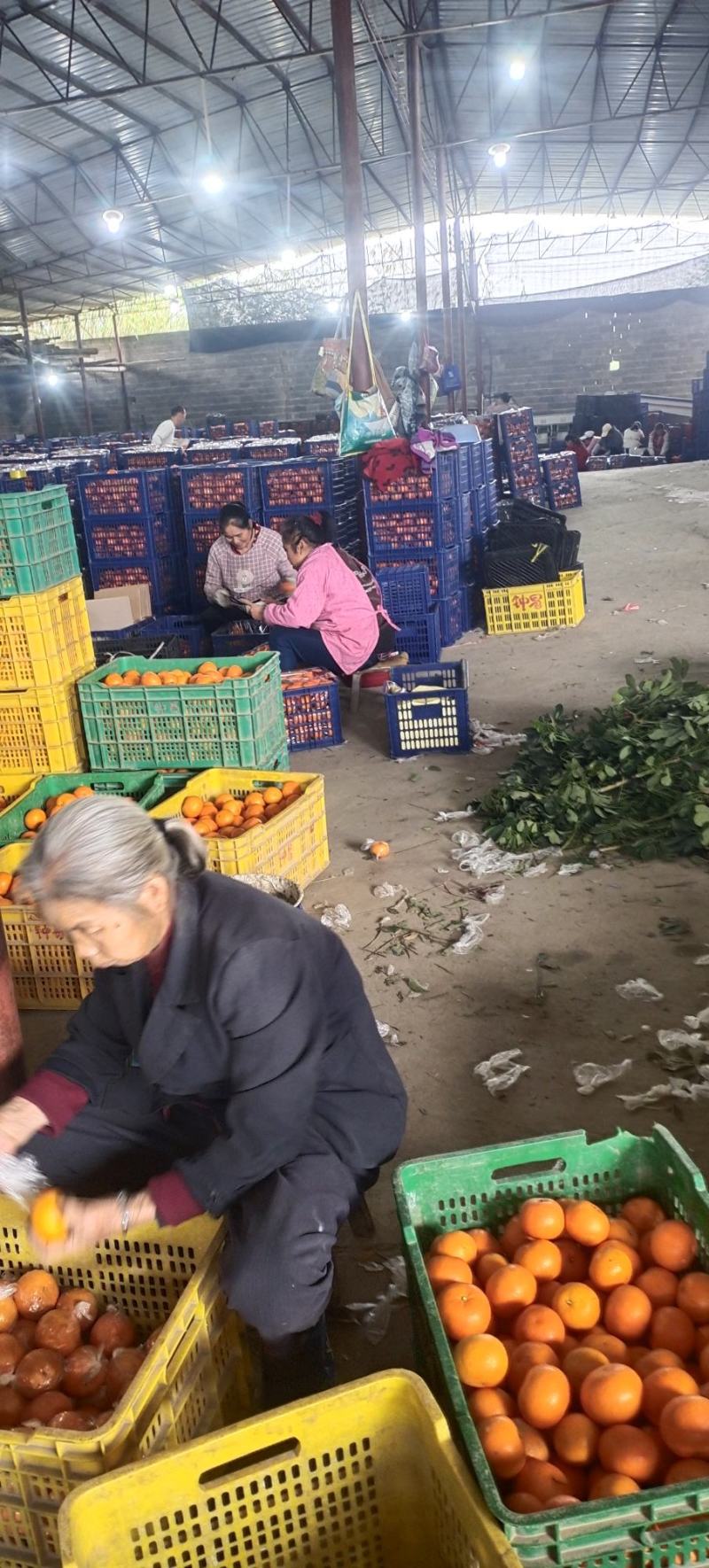 大量供应常温保鲜㓇柑，硬度好，味道甜，皮张细嫩行情行价！