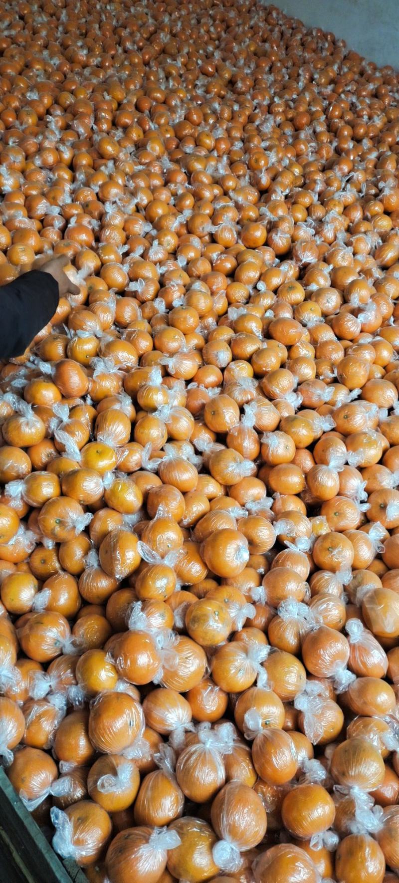 大量供应常温保鲜㓇柑，硬度好，味道甜，皮张细嫩行情行价！