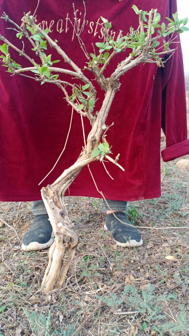 金银花绿化占地树，盆栽地栽都可以大量供应货源充足，上货快