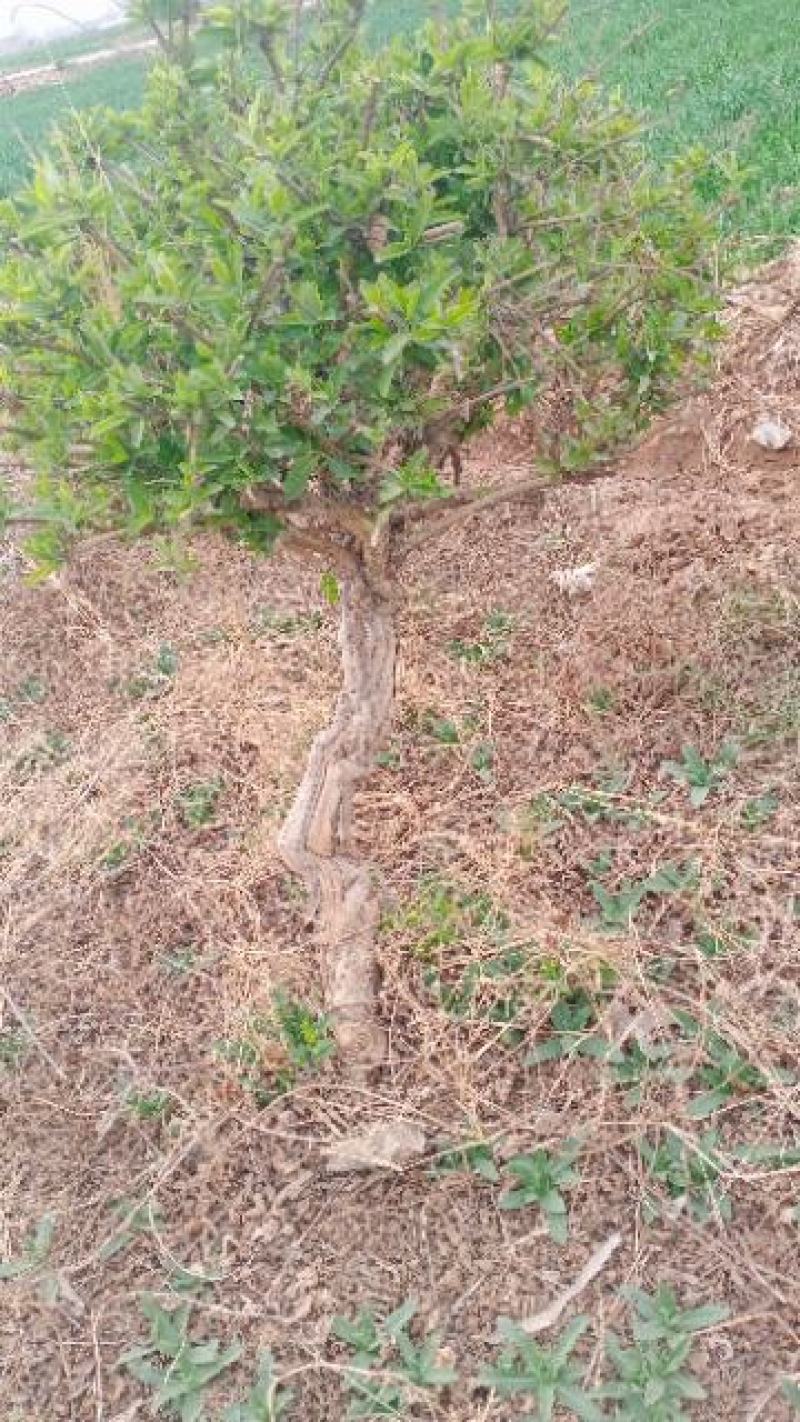 金银花绿化占地树，盆栽地栽都可以大量供应货源充足，上货快