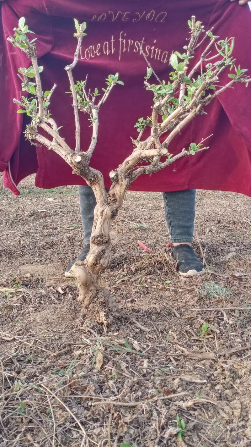 金银花绿化占地树，盆栽地栽都可以大量供应货源充足，上货快