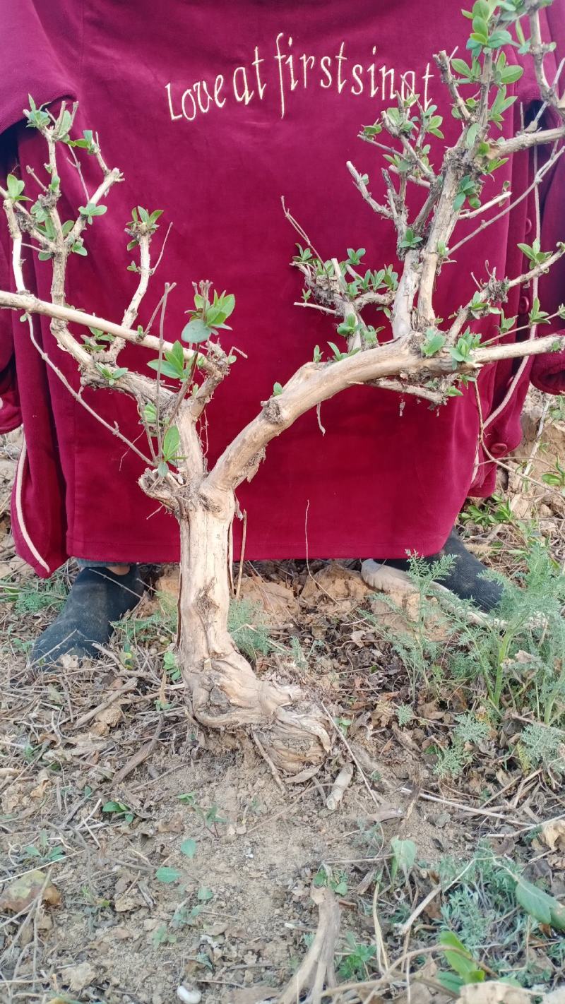 金银花绿化占地树，盆栽地栽都可以大量供应货源充足，上货快