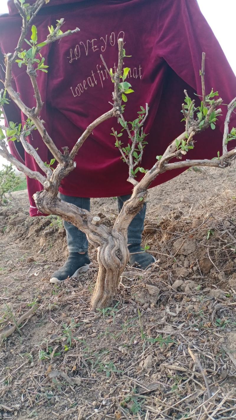金银花绿化占地树，盆栽地栽都可以大量供应货源充足，上货快