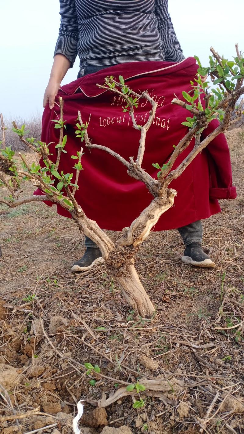 金银花绿化占地树，盆栽地栽都可以大量供应货源充足，上货快