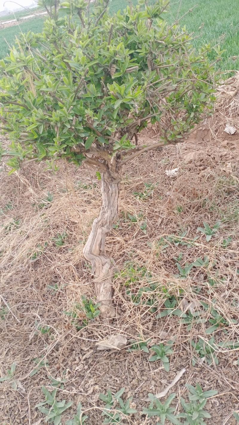 金银花绿化占地树，盆栽地栽都可以大量供应货源充足，上货快