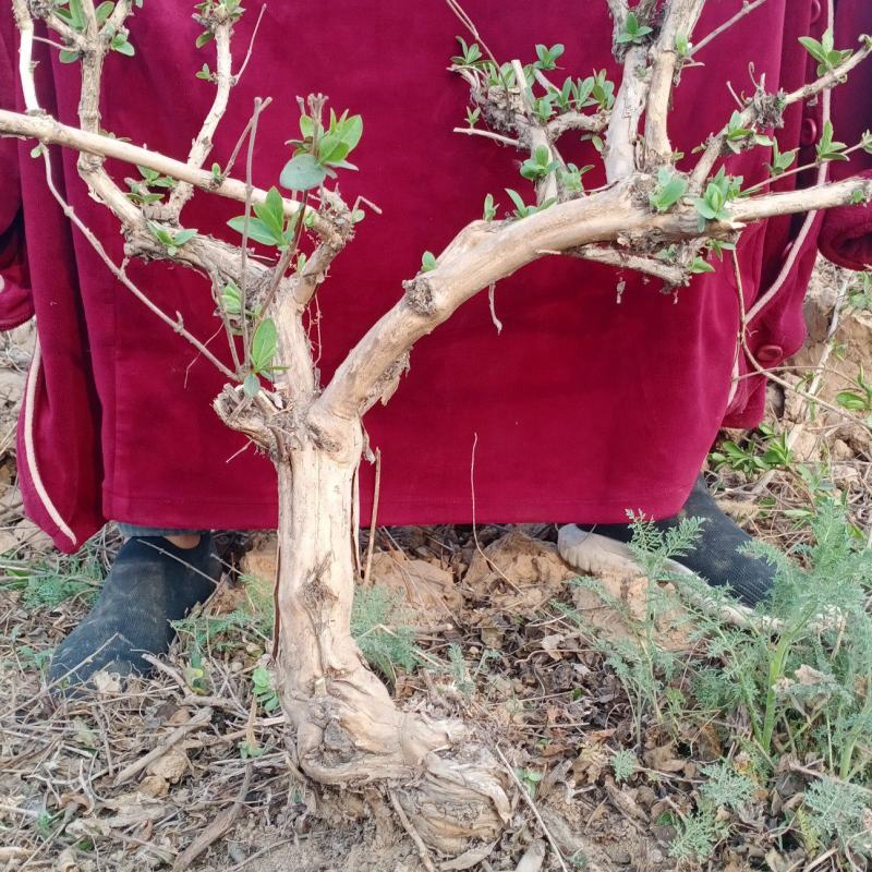 金银花绿化占地树，盆栽地栽都可以大量供应货源充足，上货快