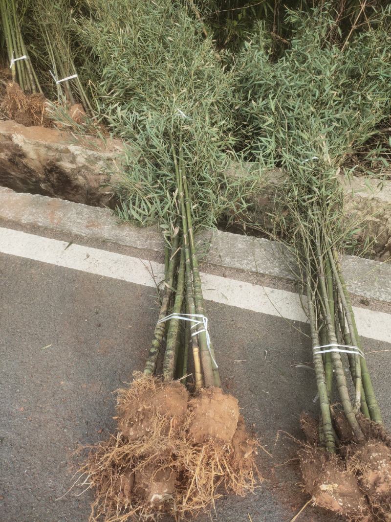 大量供应各种绿化竹子