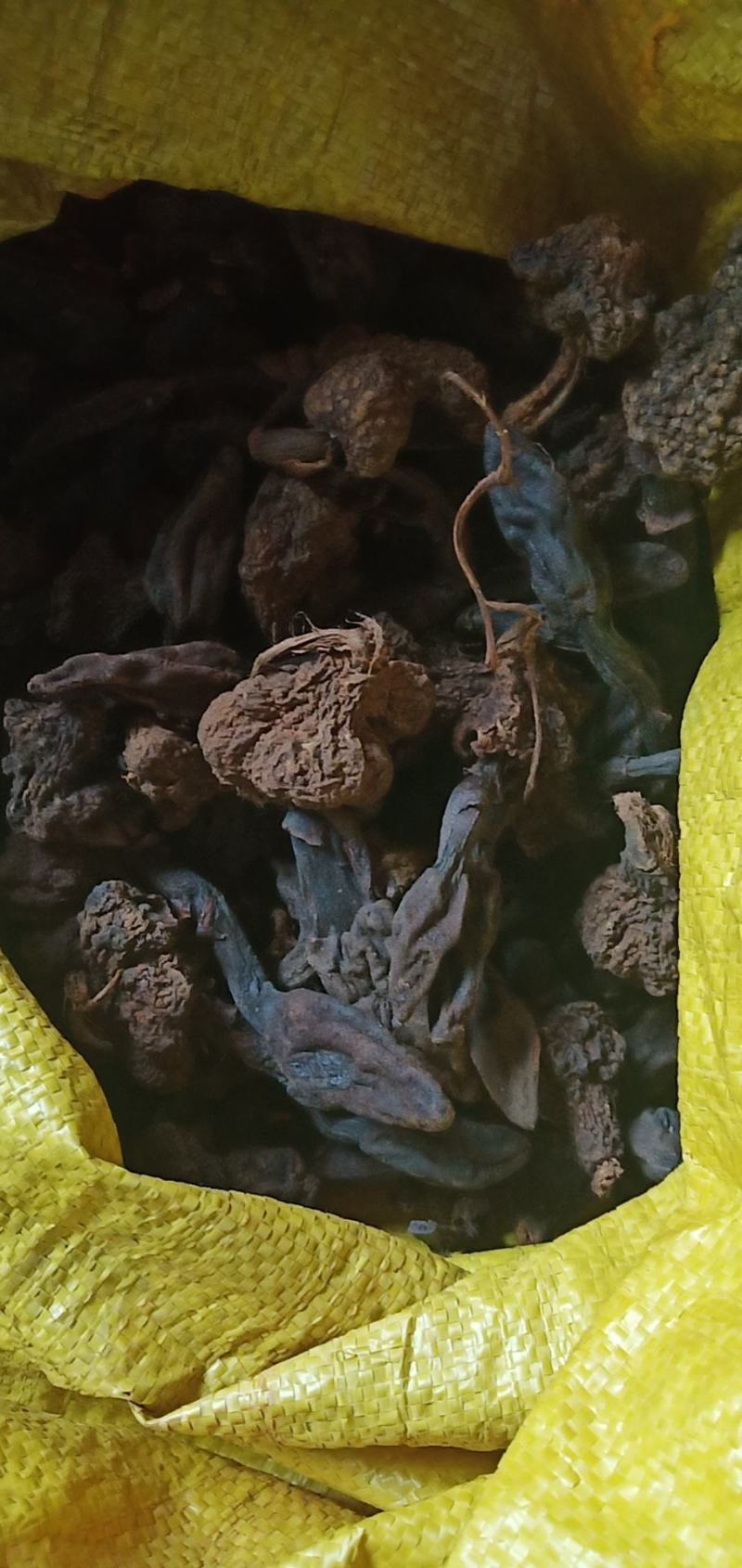 精选肉苁蓉/广西肉苁蓉/纯野生肉苁蓉/品质保证