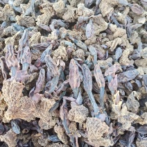 精选肉苁蓉/广西肉苁蓉/纯野生肉苁蓉/品质保证