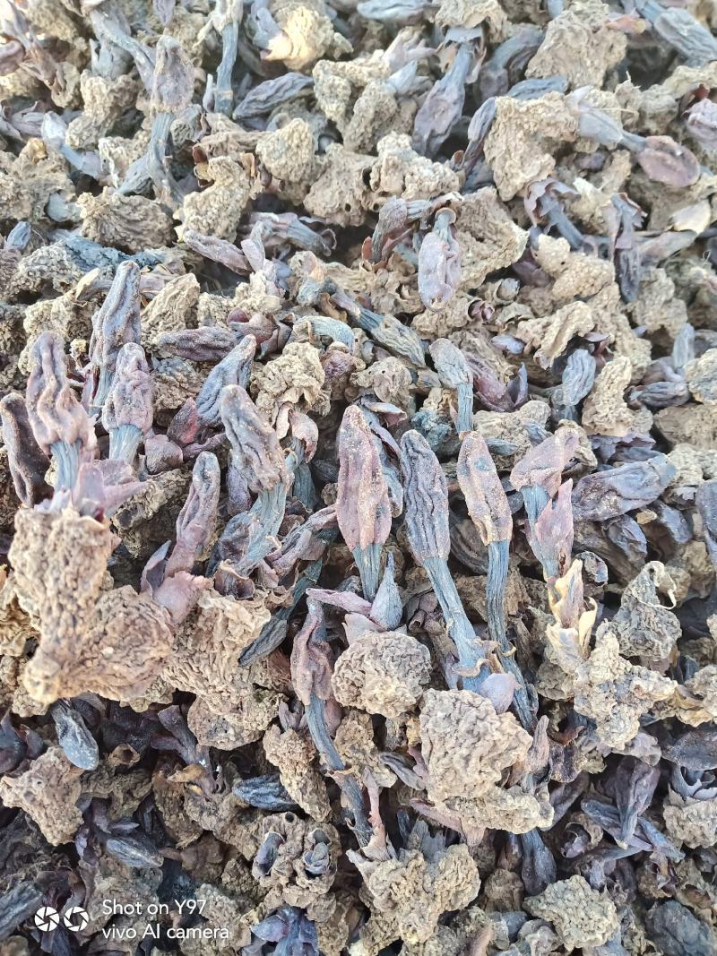 精选肉苁蓉/广西肉苁蓉/纯野生肉苁蓉/品质保证