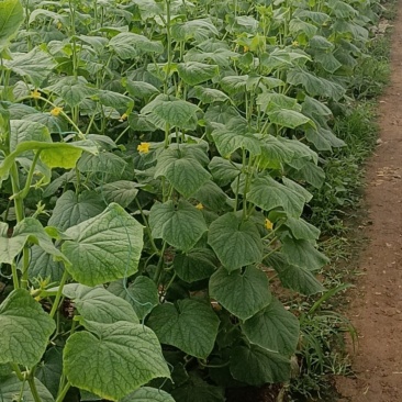 精品水果小黄瓜，量大从优，欢迎新老客户老板骚扰