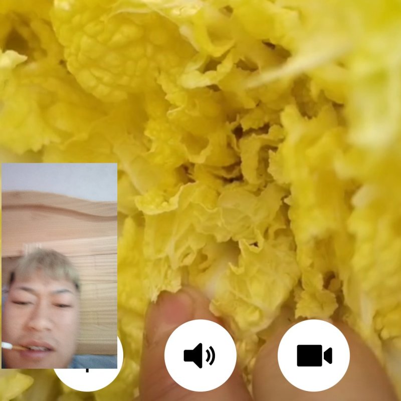 大白菜