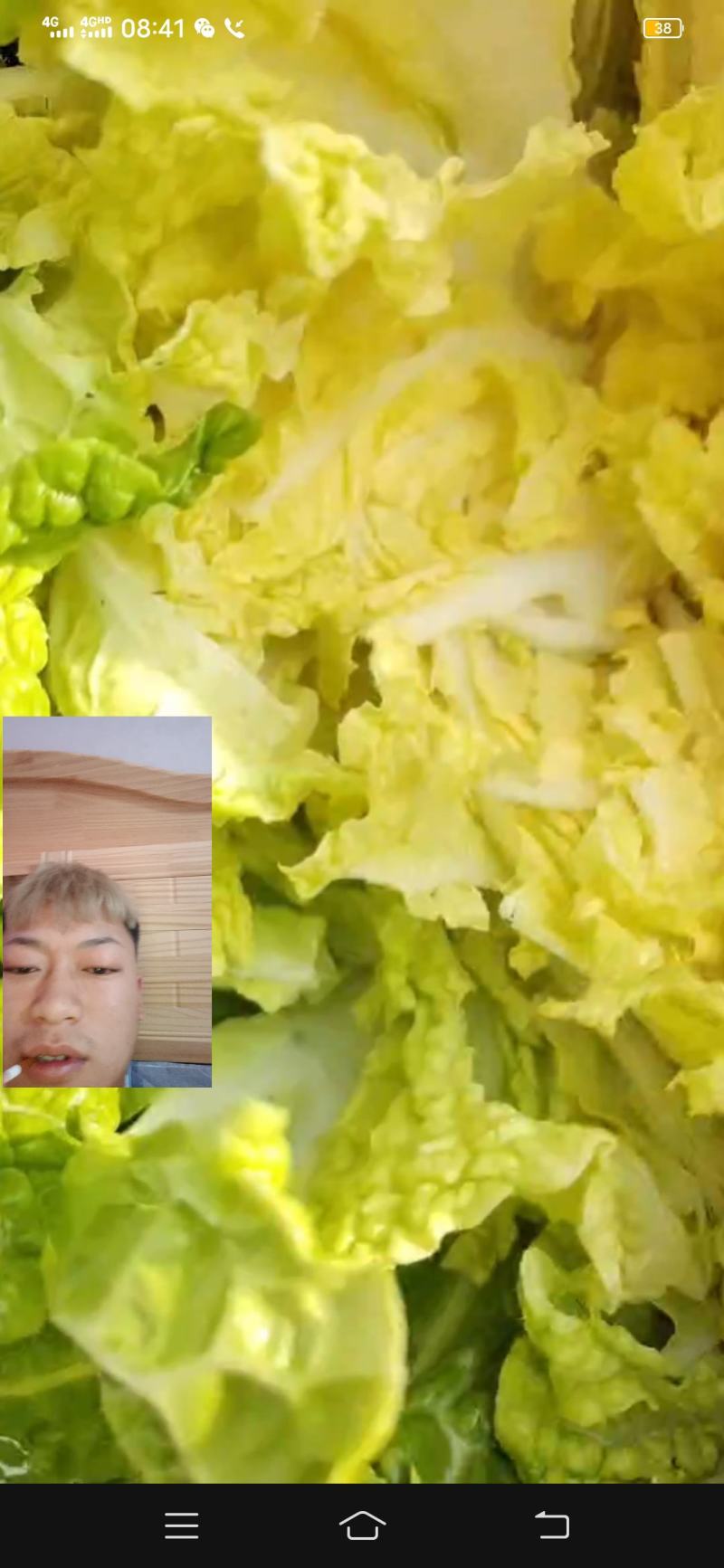 大白菜