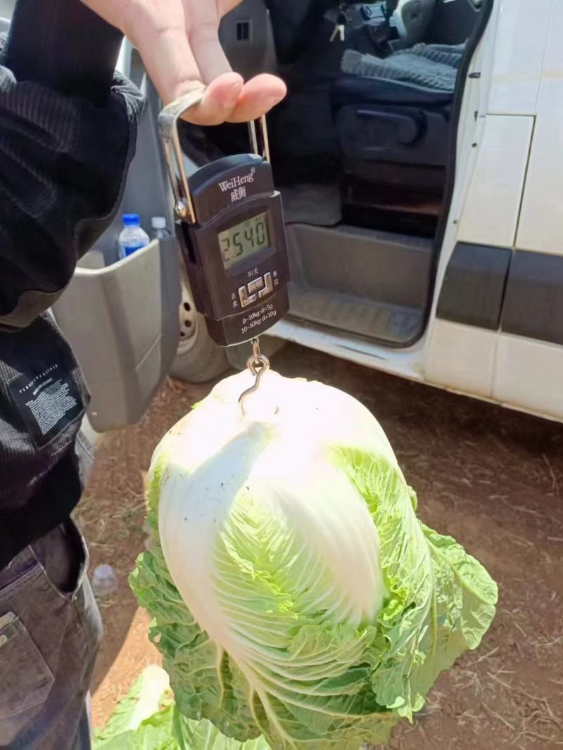 大白菜