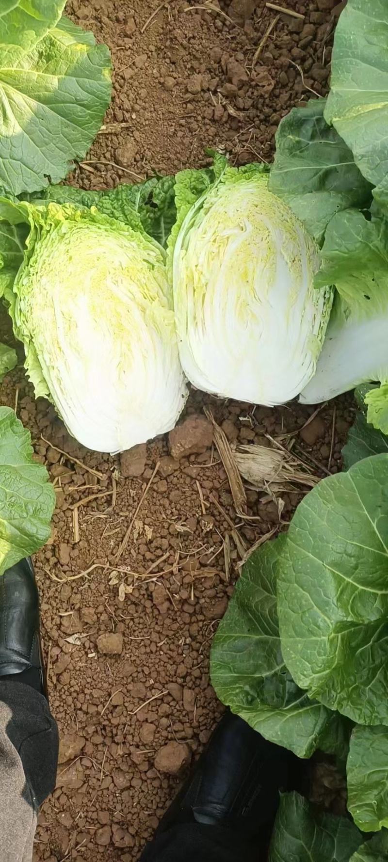 大白菜