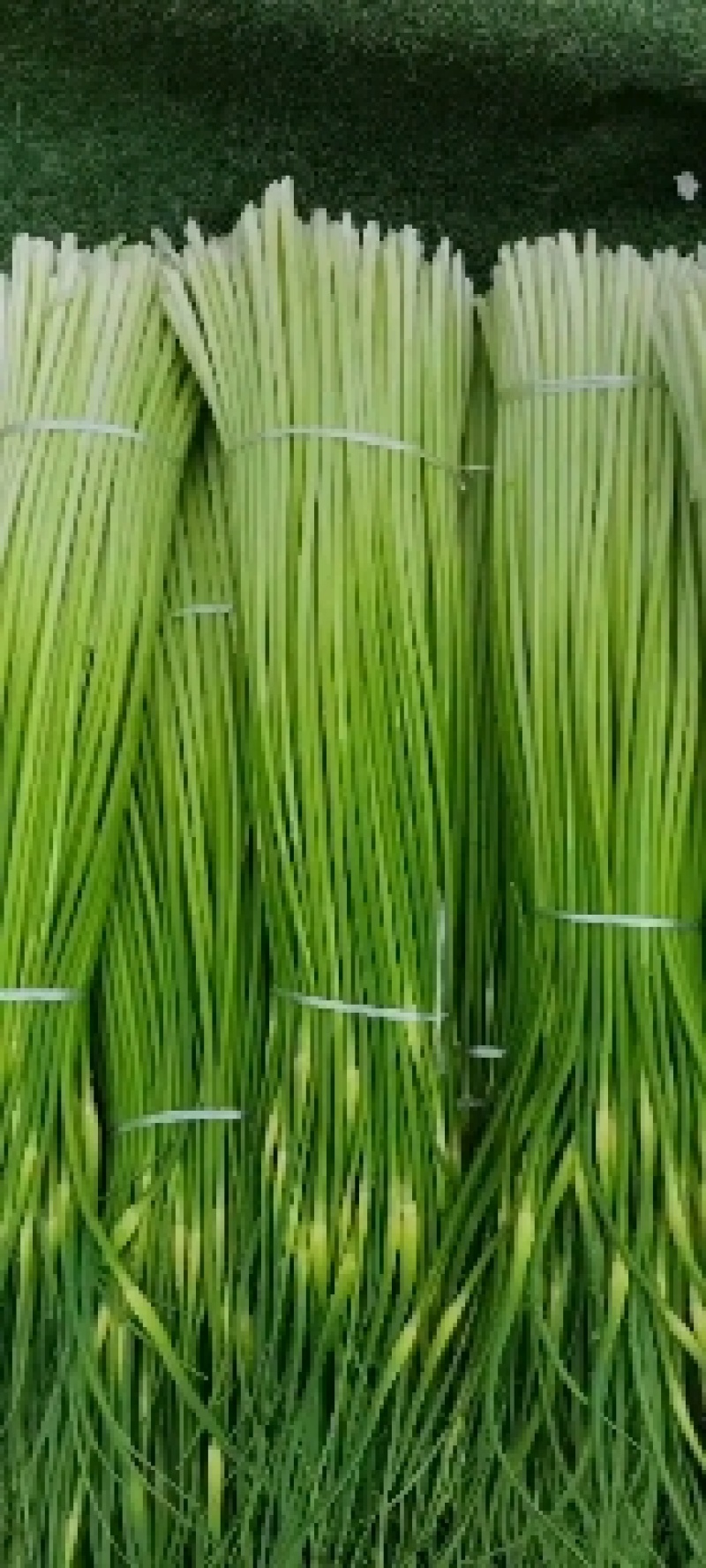 【精品】白冒蒜苔不加水的干苔70cm一手货源产地供应