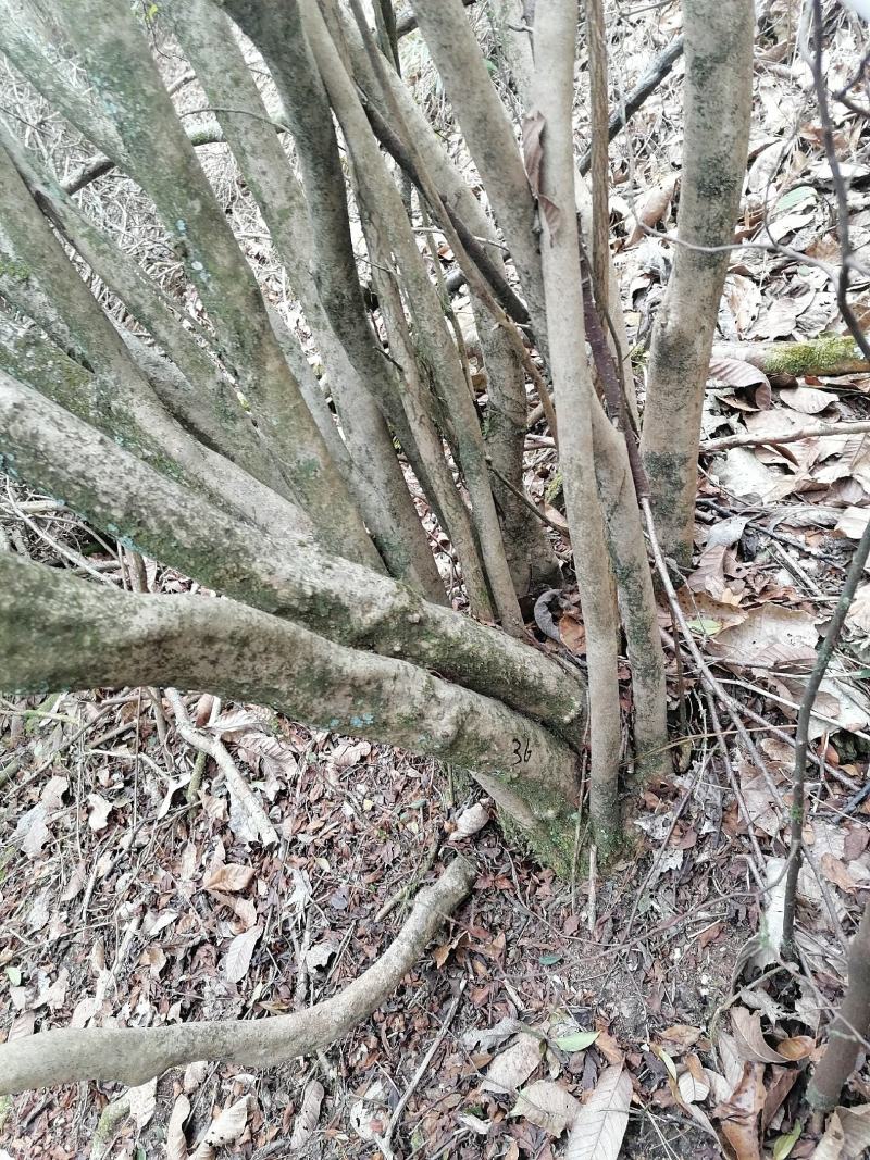 映山红丛林桩