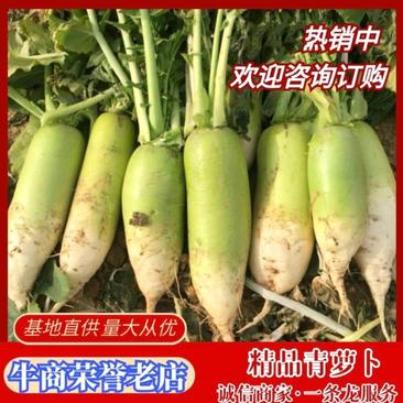 青萝卜1~1.5斤起湖北襄阳产地直供全国代发